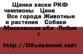 Щенки хаски РКФ чемпионы › Цена ­ 90 000 - Все города Животные и растения » Собаки   . Московская обл.,Лобня г.